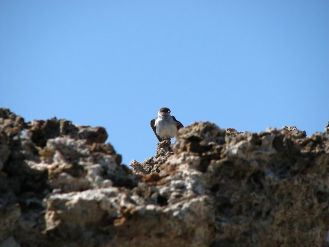 Mono Lake